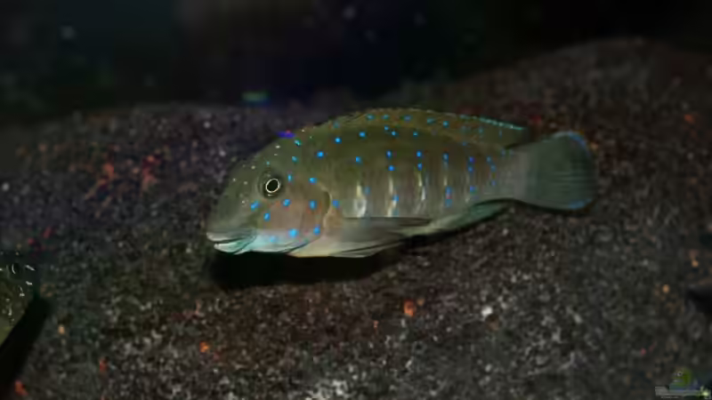 Eretmodus von Tobias Laudenberg (11)