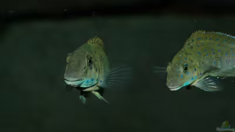 Eretmodus von Tobias Laudenberg (8)