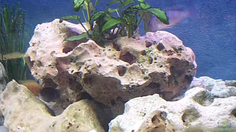 Eretmodus WF von Rajko Hamernick (8)