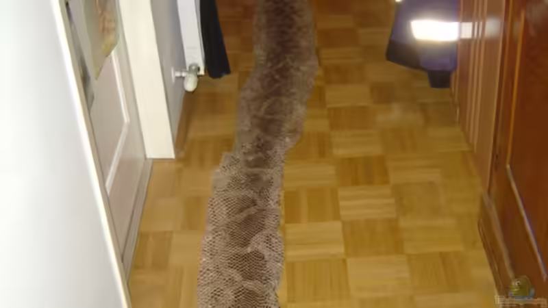 Erfahrungen mit einem Tigerpython in 22 Jahren