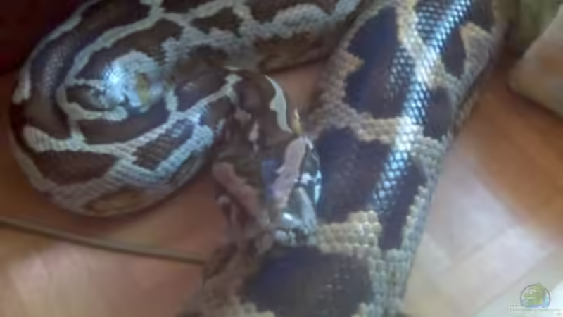 Erfahrungen mit einem Tigerpython in 22 Jahren