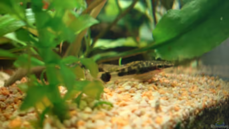 Erfahrungen mit Otocinclus