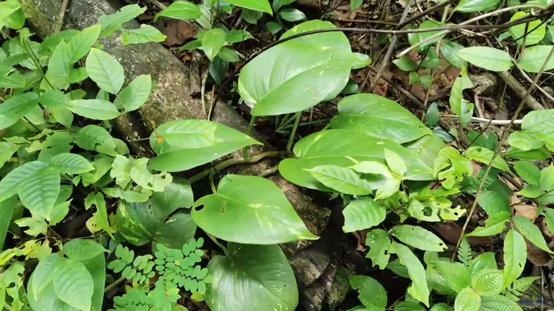 Erfolgreich mit Efeututen im Freiland: Grün, Kreativität und Naturschönheit vereint