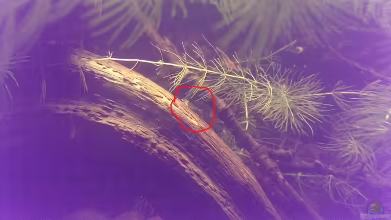 erfolgreiche Häutung von Niklas125 (45)