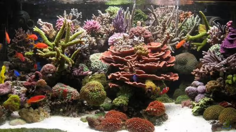 Erg-Riff vom 1.04.07 von Uwe Kerßenfischer (1)