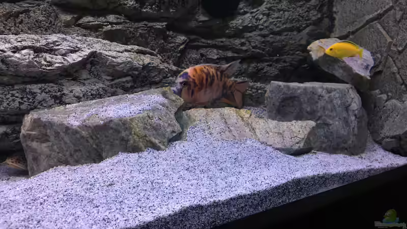 ergänzte Steine von Purki (79)