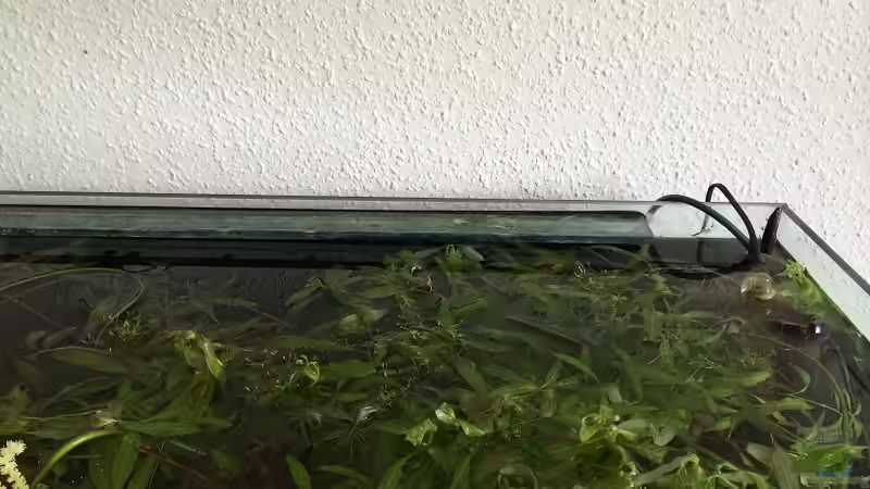 Ergebnis der Dünge- und Beleuchtungsstrategie 6 Wochen nach Einlaufphase. Ich hoffe, den Trichos gefällt es. von Mesmerize (5)