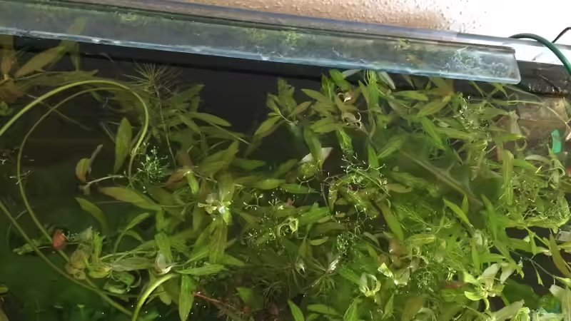 Ergebnis der Dünge- und Beleuchtungsstrategie 6 Wochen nach Einlaufphase. Ich hoffe, von Mesmerize (6)