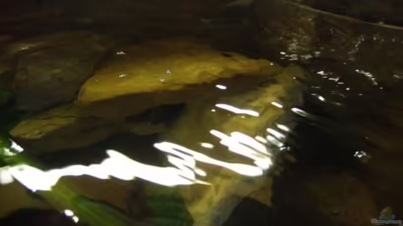 Ergebnis:Glasklares Wasser wie aus einem Brunnen von Esslinger (19)