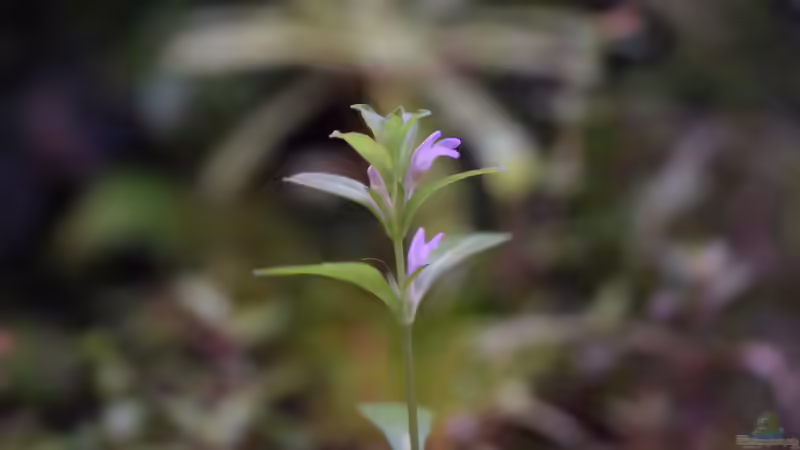 Ergebnis von China-Samen Aussaat von Junglist (45)