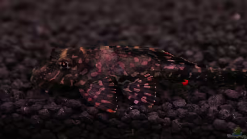 ergrauter wels :( von Chaos Master (14)