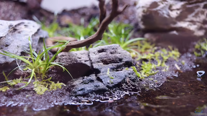 Eriocaulon cinereum von Junglist (8)