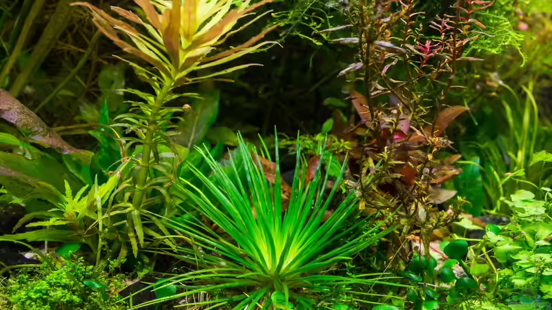 Eriocaulon polaris, Rotala macrandra butterfly und Limnophila hippuridoides  31.10.15 von Betta Chris (37)