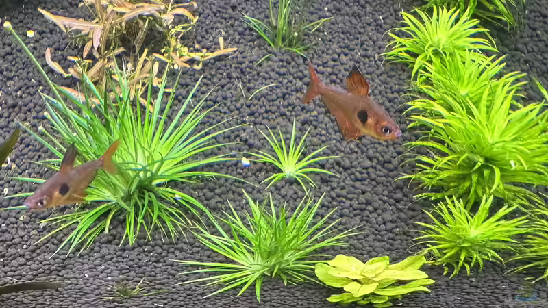 Eriocaulon von D.Olivier (3)