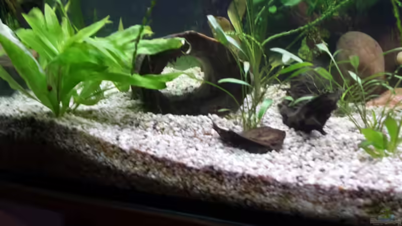 Erlenholzröhre (selbst ausgehöhlt und ca 3 Monate gewässert) von Robert&Alex (9)