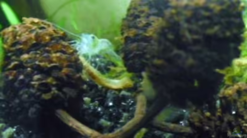 Erlenzapfen im Aquarium verwenden (Einrichtungsbeispiele, die Erlenzapfen anwenden)