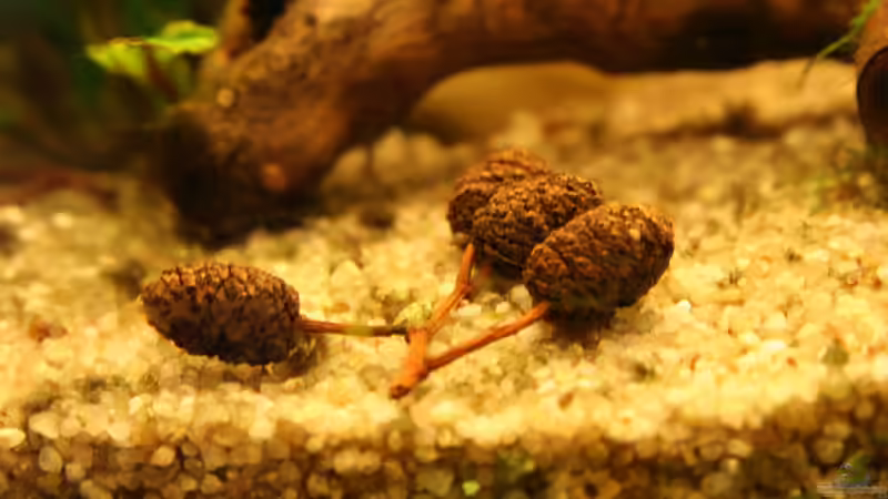 Erlenzäpfchen von Andrea Rüter (16)