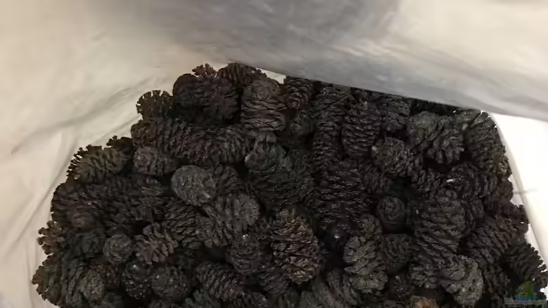 Erlenzapfen  von Raven887 (32)