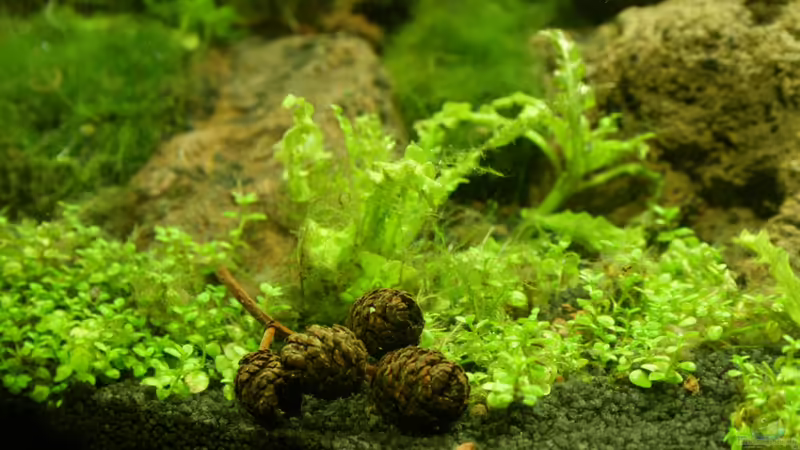 Erlenzapfen  von SouthAmerica (42)