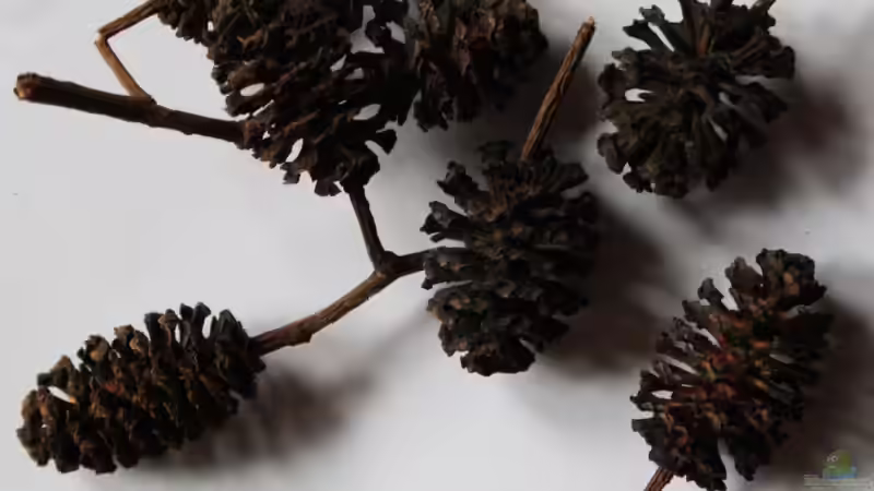 Erlenzapfen für die Dekoration von Florian Bandhauer (38)