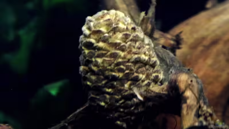 Erlenzapfen mal als Deko - befestigt an einer Wurzel von snooze (9)