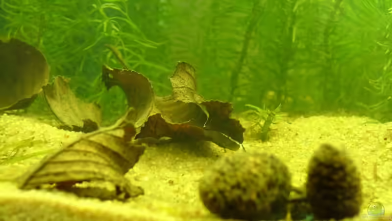 Erlenzapfen und Blätter von Palo (10)