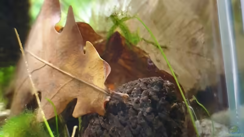 Erlenzapfen und Eichenlaub von Romano E (24)