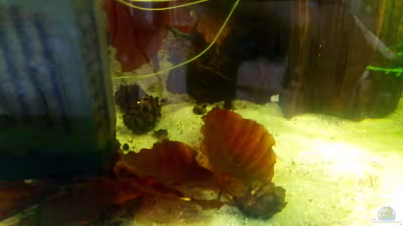 Erlenzapfen und rechlich Laub der Buche zum Wohlbefinden der Tiere von David Schneider Aquaristik (8)