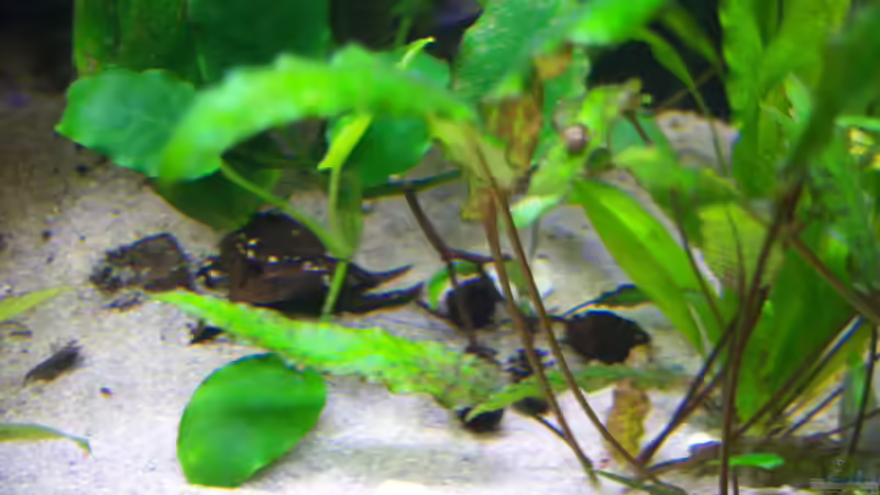 Erlenzapfen und Seemandelbaumblatt 16.02.2015 von Schratze (75)