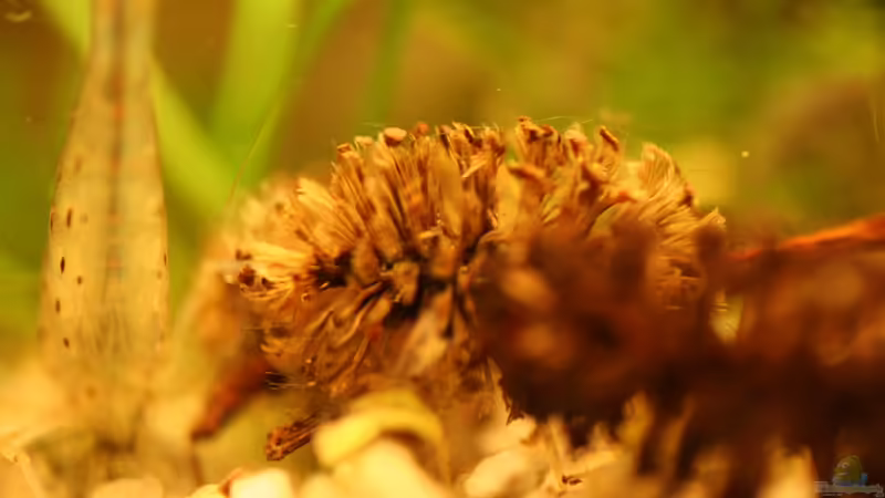 Erlenzapfen von Andrea Rüter (20)