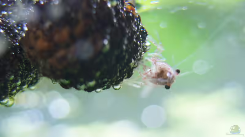 Erlenzapfen von Bartey (17)