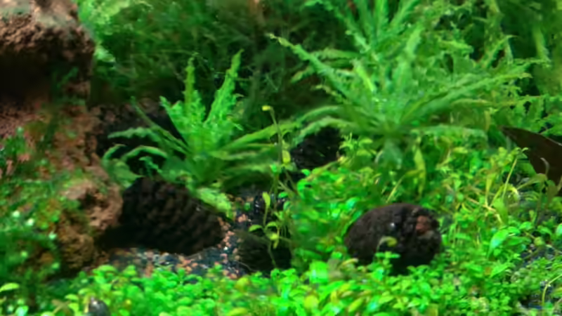 Erlenzapfen von Capitan Hook (26)