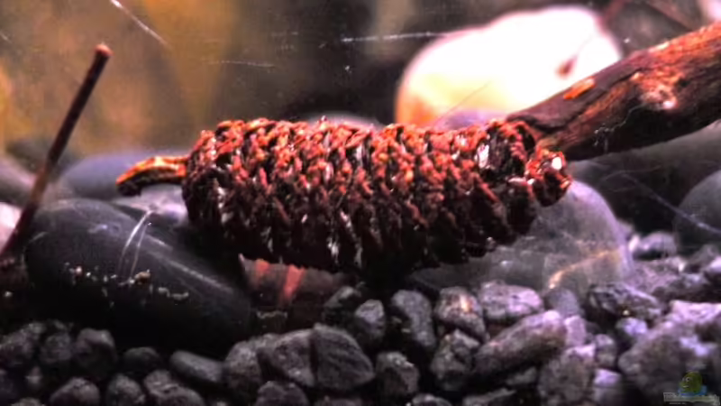 Erlenzapfen von Chris_R. (11)