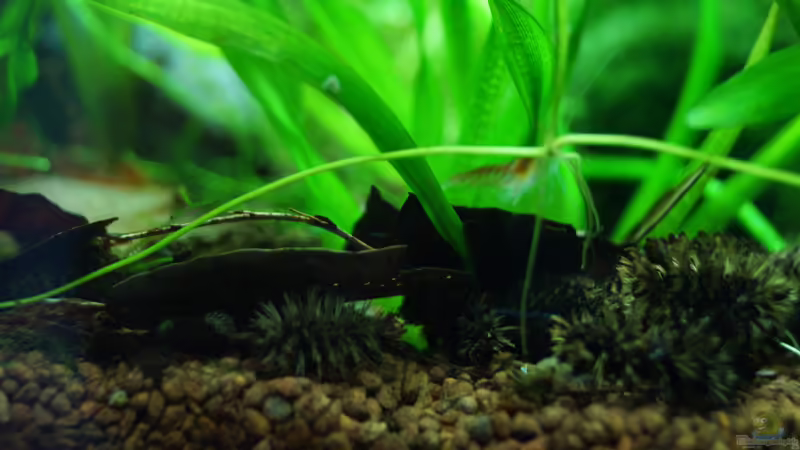 Erlenzapfen von Guido Seifert (30)