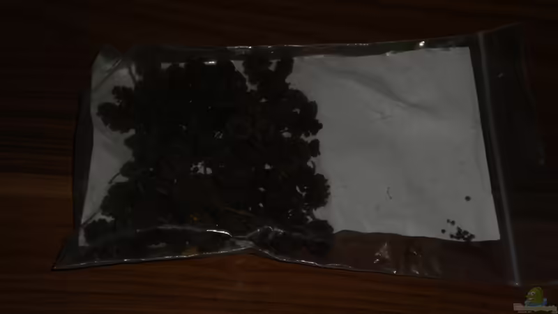 Erlenzapfen von Herki (18)