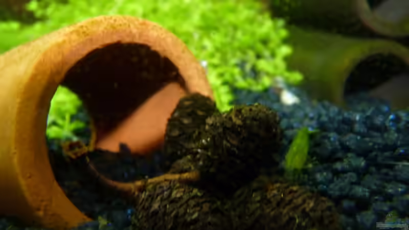 Erlenzapfen von Josef Braun (22)