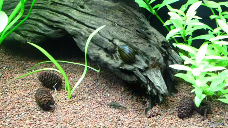 Erlenzapfen von matze81 (7)