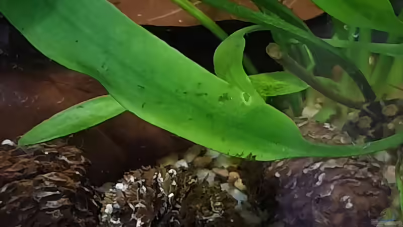 Erlenzapfen von okefenokee (20)