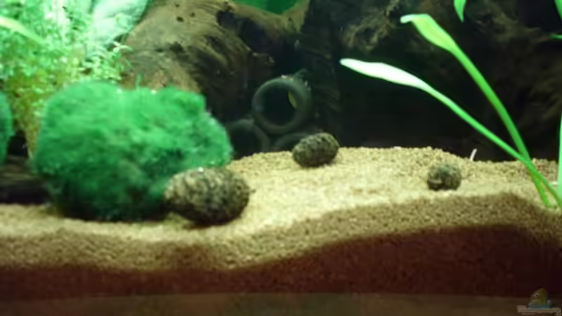 Erlenzapfen von Patrick Adler (10)