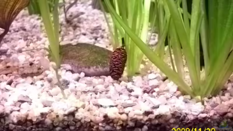 Erlenzapfen von Spunk (5)