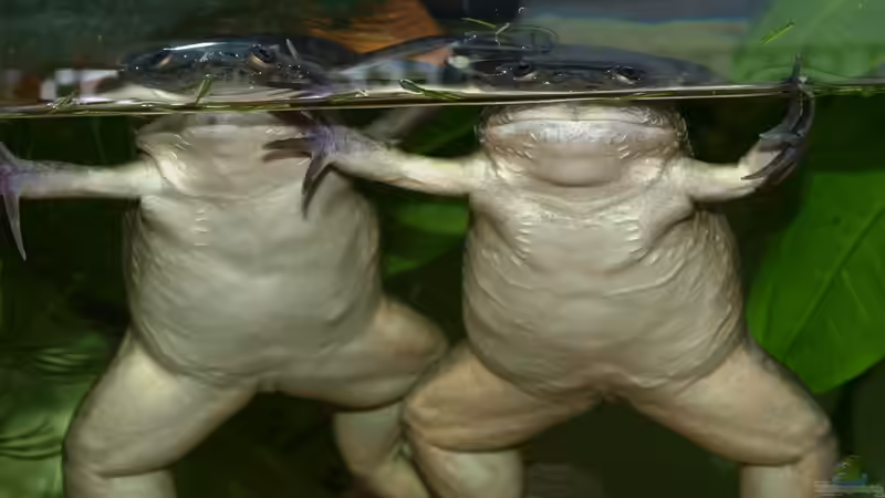 Erna und Ilse von JR (11)