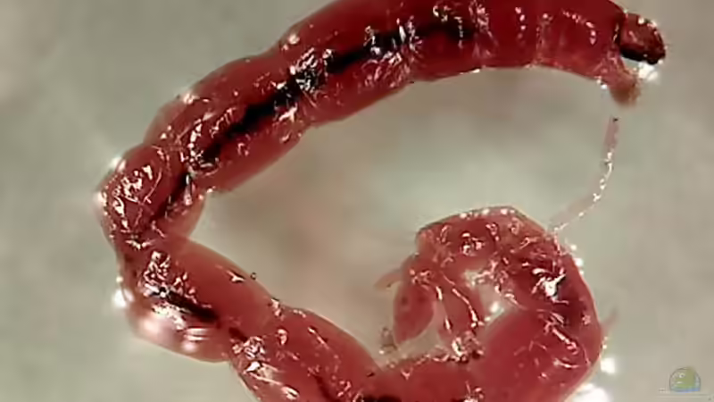 Ernährung von Malawi-Cichliden: Auf keinen Fall mit roten Mückenlarven