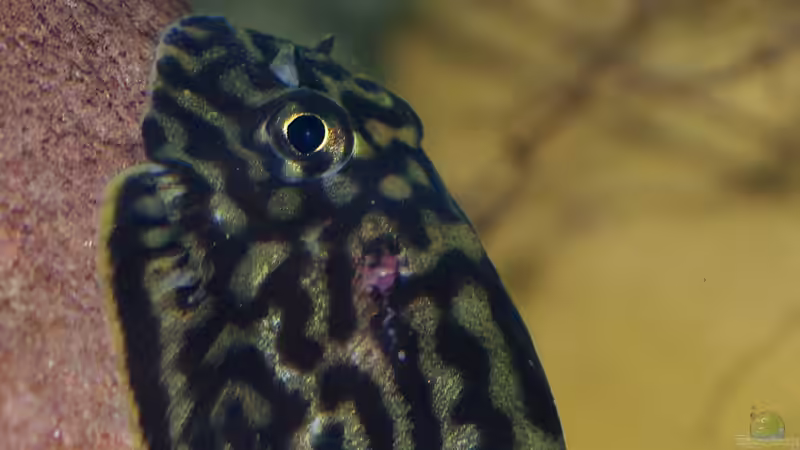 erneute Verletzung(?) Männchen am 16.09. - nach einer Woche verheilt  von Nico NK (38)