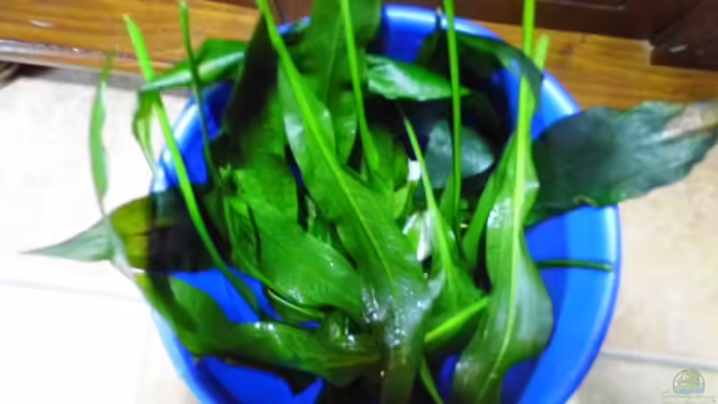 Erntezeit --  Die Amazonas muste wieder etwas beschnitten werden .... von snooze (13)