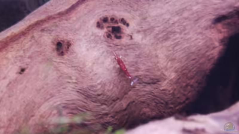 Eroberung des Neuen Zuhauses! von Stefan Bischoff (11)