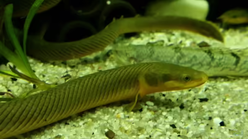 Erpetoichthys calabaricus von David S. (3)