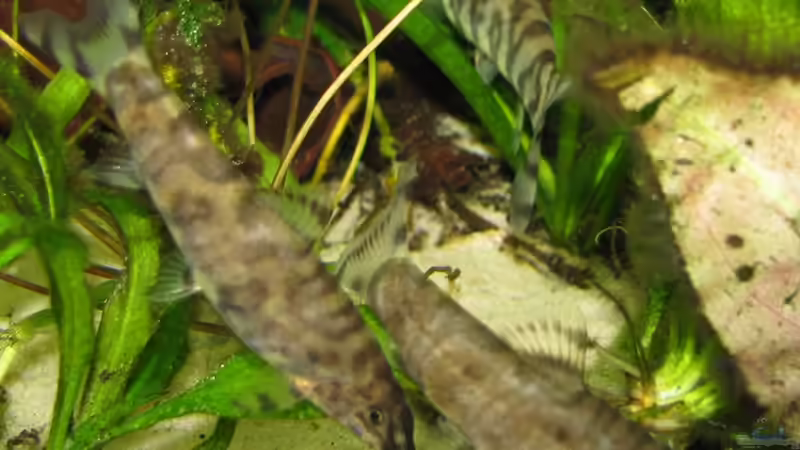 ´Erregungsfärbung´ links Männchen, rechts vorn Weibchen; sie trägt grad keine von Lixa (12)