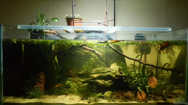 Ersatzwurzel eingesetzt.  von miv (12)