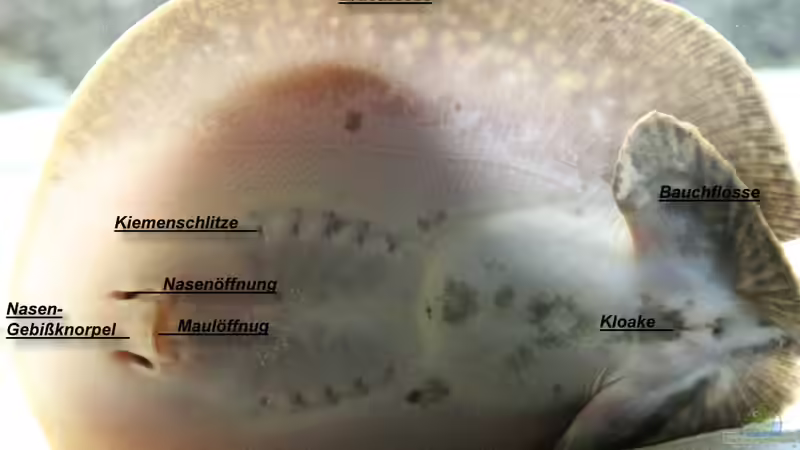 Erscheinungsbild / Anatomie / Schwangerschaft / Embryonalentwicklung