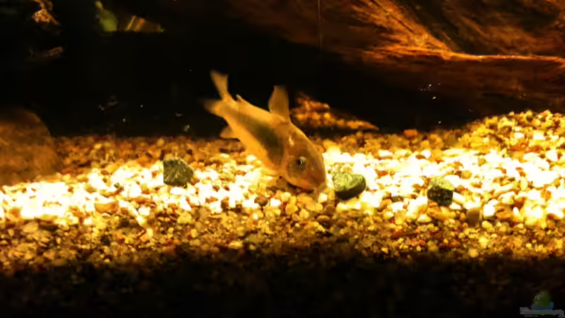 ´Ersel´ - unser Rentner von Andrea Rüter (11)